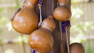 image_gourd-320x180.jpg