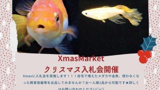 めだか道の駅】クリスマスマーケット(2022年12月) | E-ZUKA Event Entrance